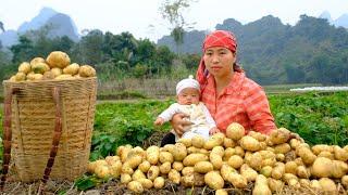 Harvest a lot of potatoes to sell - How to cook delicious potatoes with pork bones _ Phuong family