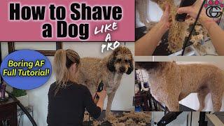 How to Shave a Dog Like a Pro! - Full Shavedown with Explanation on a Phantom Standard Poodle