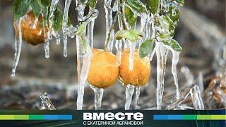 Аномальные морозы уничтожили почти весь урожай в России, цены на ягоды и фрукты резко взлетели