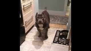 CZR compilation - American Bully answers questions yes & no