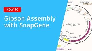 Gibson Assembly with SnapGene