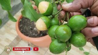 CONVIERTE TUS FRUTALES FAVORITOS EN ENANO, ACODO AEREO