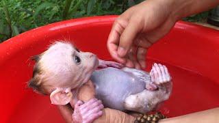 Baby monkey Bon is gently and cleanly bathed by his father