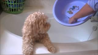 Maltipoo ALS Ice Bucket Challenge