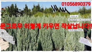 문그로우 이렇게 키우면 작살납니다!