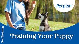 How to Train a Puppy - Petplan