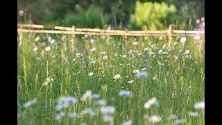 NABU Euskirchen  TV  Projekt - Wildblumeninsel in Ülpenich