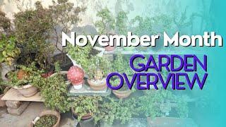 November Month garden overview with care tips