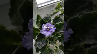Синполия- фиалка