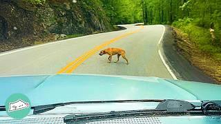 Girl Finds A Huge Dog On A Highway | Cuddle Buddies