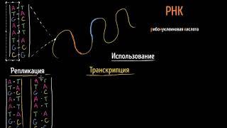 Репликация ДНК, транскрипция и трансляция РНК (видео 7)| ДНК. Молекулярная генетика | Биология