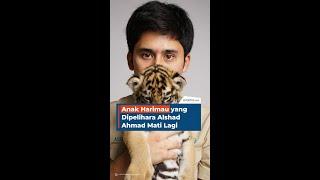 Anak Harimau yang Dipelihara Alshad Ahmad Mati Lagi