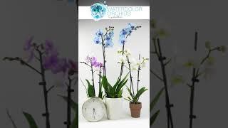 Just Add Ice Watercolor Orchids™ Timelapse