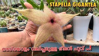 ഒരടിയോളം വലിപ്പമുള്ള ഭീമൻ പൂവ്‌ ..! STAPELIA GIGANTEA | ONE PLANT A DAY | Gardener_Brow