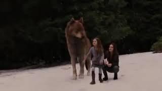 TTSBD part 2: Renesmee is catching snowflakes and Irina sees her — Mackenzie Foy — 2012