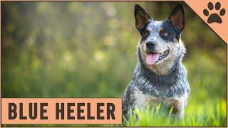 Blue Heeler Dog Breed - The Australian Cattle Dog