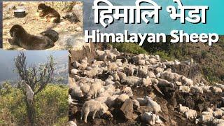 Himalayan sheep farm || mountain sheep || Nepal || story canvas ||