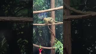 A Cute Little Pygmy Marmoset