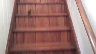 Chipmunk hops up the stairs