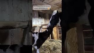 САМОЕ МИЛОЕ ВИДЕО ЗА СЕГОДНЯ ПРО ЖИВОТНЫХ | Любовь мамы