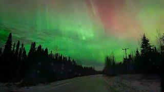 Chickens, a Moose update an aerial predator and the NORTHERN LIGHTS!