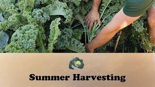 Summer Harvesting | Let's Grow Stuff