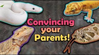 How to Convince your Parents to let you get a Reptile!