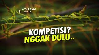 Tumbuh Tinggi Karena Mencuri - Tumbuhan Parasit #AlamSemenit