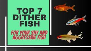 TOP 7 DITHER FISH FOR YOUR SHY & AGGRESSIVE FISH