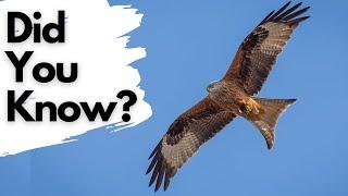 Things you need to know about RED KITES!