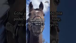 цитаты #лошади #омархайям #афоризмы #красивоевидео