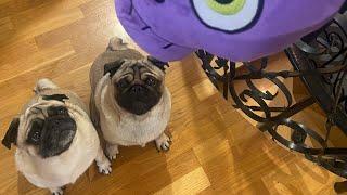 Jordan and Kimbo the Pugs Diary : Countryside and Petstore