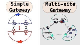 Gateway Cloning: Simple and Multisite Gateway Cloning - LR and BP Cloning