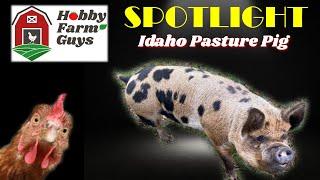 HFG Farm Animal Spotlight: Idaho Pasture Pigs