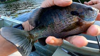 Fishing for BIG BLUEGILL - Bluegills Down Deep with Worm Baits