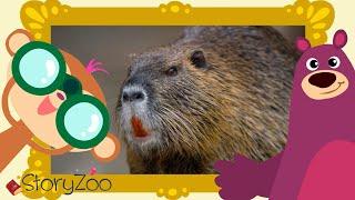 StoryZoo | StoryZoo in The Zoo | Learn About The Beaver! | Educational Videos for Children