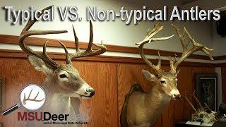 Non-typical vs typical Antlers