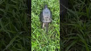 Turtle in the grass. #floridanature