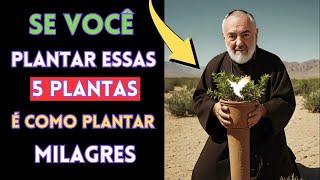 Padre Pio: PLANTE ESTAS 5 PLANTAS PODEROSAS EM SUA CASA HOJE, "É COMO PLANTAR MILAGRES EM SUA CASA!"