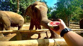 spending time with elephants in thailand