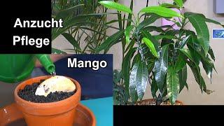 Mango Anzucht Samen keimen lassen und Mango Pflanzen richtig pflegen