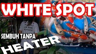 WHITE SPOT PADA IKAN KOI TANPA GEJALA, Pernah Mengalami Ini?