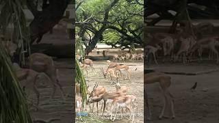 @Hara Hara shambhu || Zoo National Zoological park #youtube #newsong #trending #viral #shorts #2023