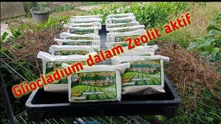 Gliocladium Dalam Zeolit Aktif