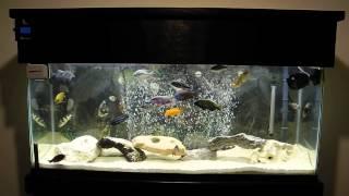 My Starter 55G Cichlid tank