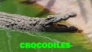 Djerba - Crocodile Park - Tunisia