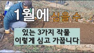 1월에 심을 수 있는  3가지 작물 이렇게 심고 가꿉니다. #주말농장 #텃밭 가꾸기 #1월에 심을 수 있는 작물.