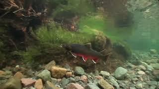 Biodiversity Week 2021: Arctic Char at Lough Naback