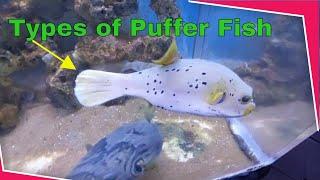 Facts About Marine Fishes |  Puffer Fishes Types |  Valentine Puffer Dog Faced Puffer Starry Puffer