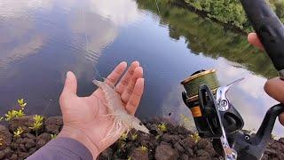 Big live prawn fishing in River | Goa | India